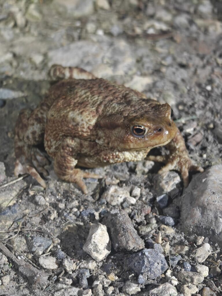 Guernica dans la mare